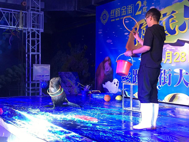 公司絲路金街海獅海豹秀盛大落幕